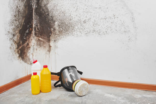 Best Certified Mold Removal  in Dansville, NY