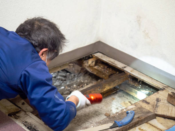 Best Affordable Mold Removal  in Dansville, NY