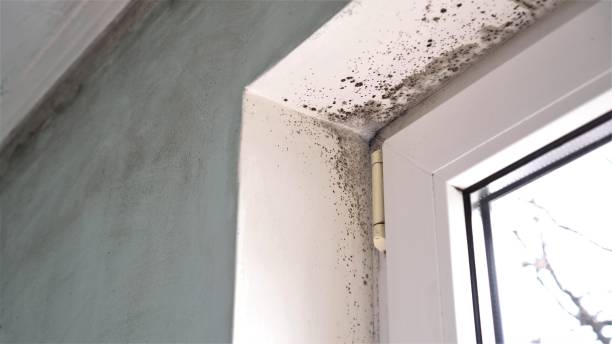Best Commercial Mold Removal  in Dansville, NY