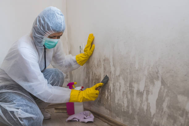 Best Mold Remediation Experts  in Dansville, NY