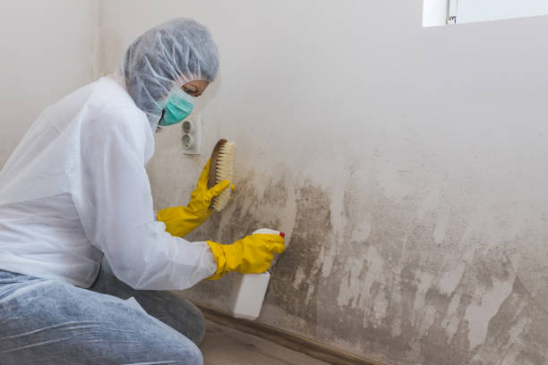 Best Water Damage Restoration  in Dansville, NY