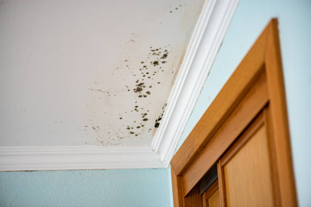 Best Mold Remediation Services  in Dansville, NY