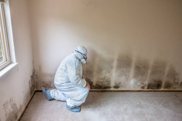 Best Residential Mold Removal  in Dansville, NY