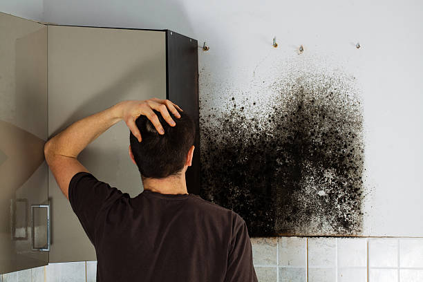 Reliable Dansville, NY Mold Removal Solutions