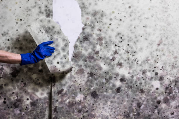 Best Same-Day Mold Removal  in Dansville, NY
